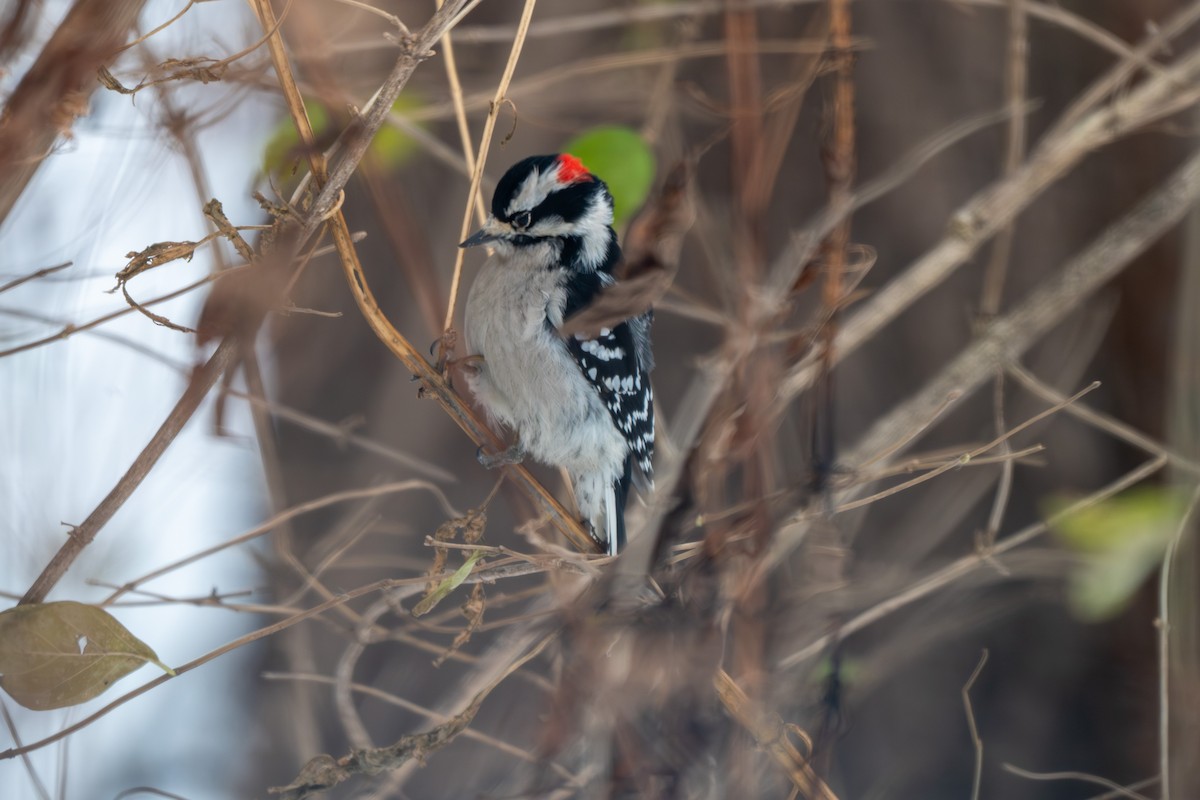 Downy Woodpecker - ML646370865
