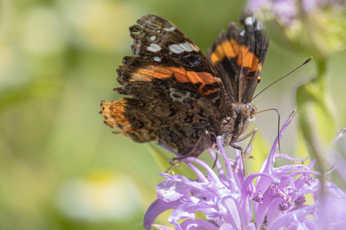 Red Admiral - ML646370866