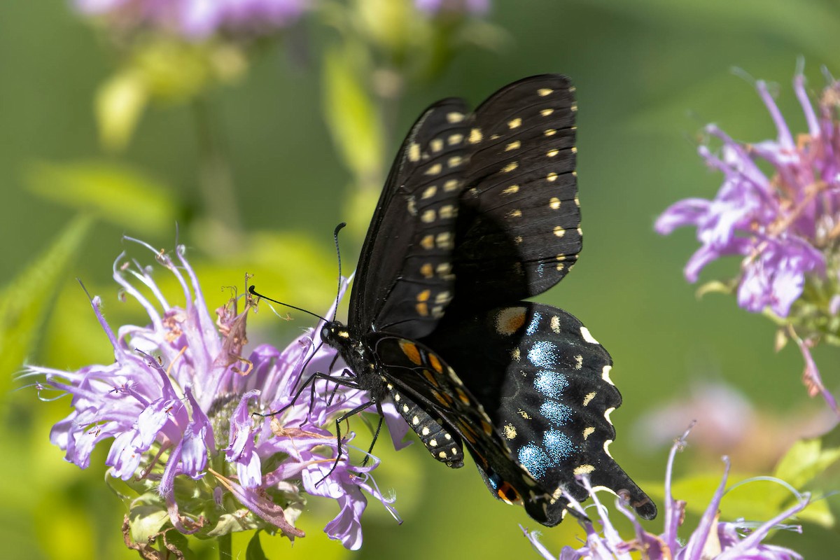 Eastern Black Swallowtail - ML646370867