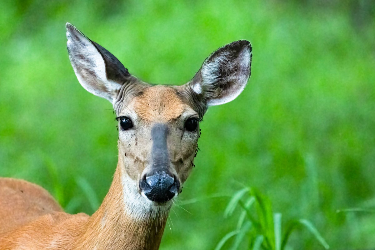 White-tailed Deer - ML646370868