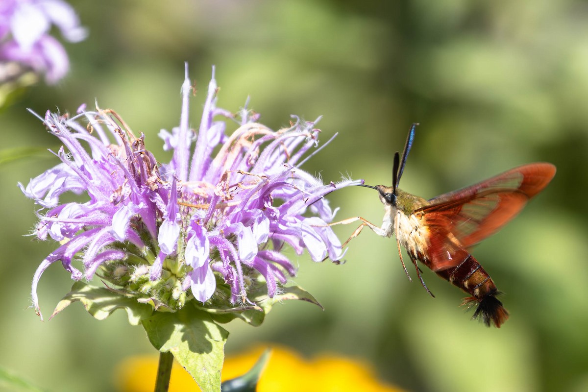 Clearwings and Bee Hawkmoths - ML646370869