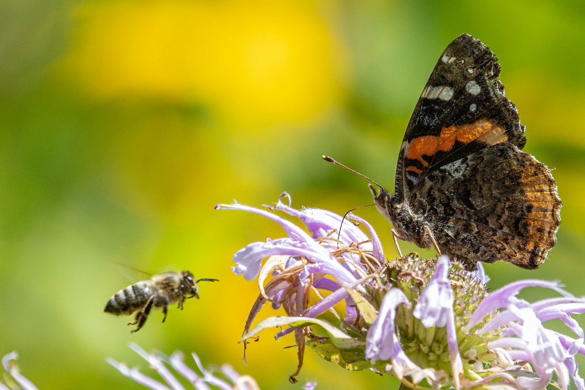 Red Admiral - ML646370870