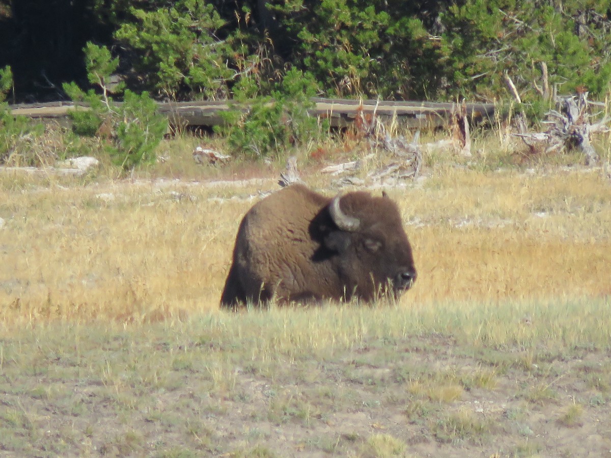 American Bison - ML646370872