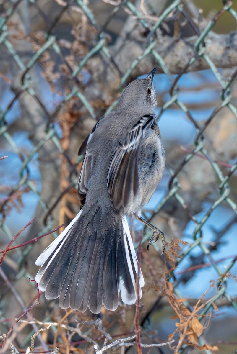 Пересмішник багатоголосий - ML646370873