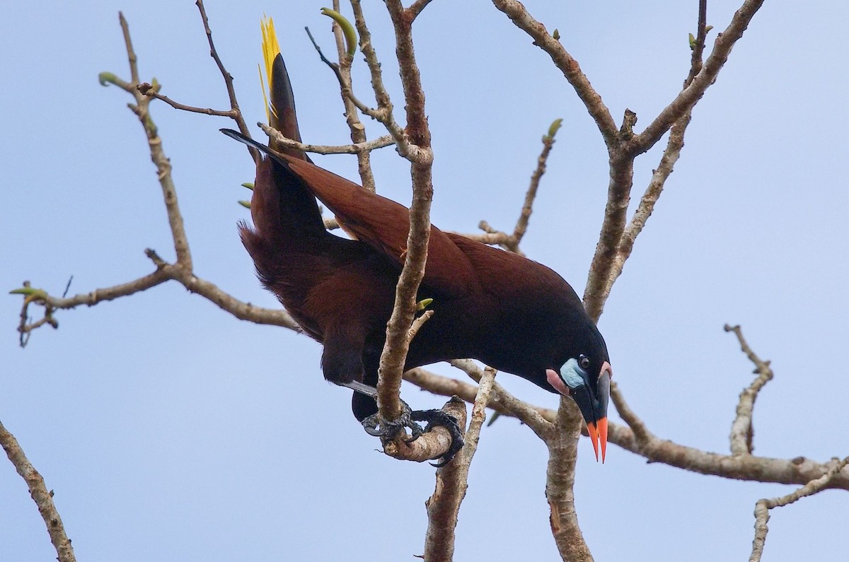 Montezuma Oropendola - ML646370876