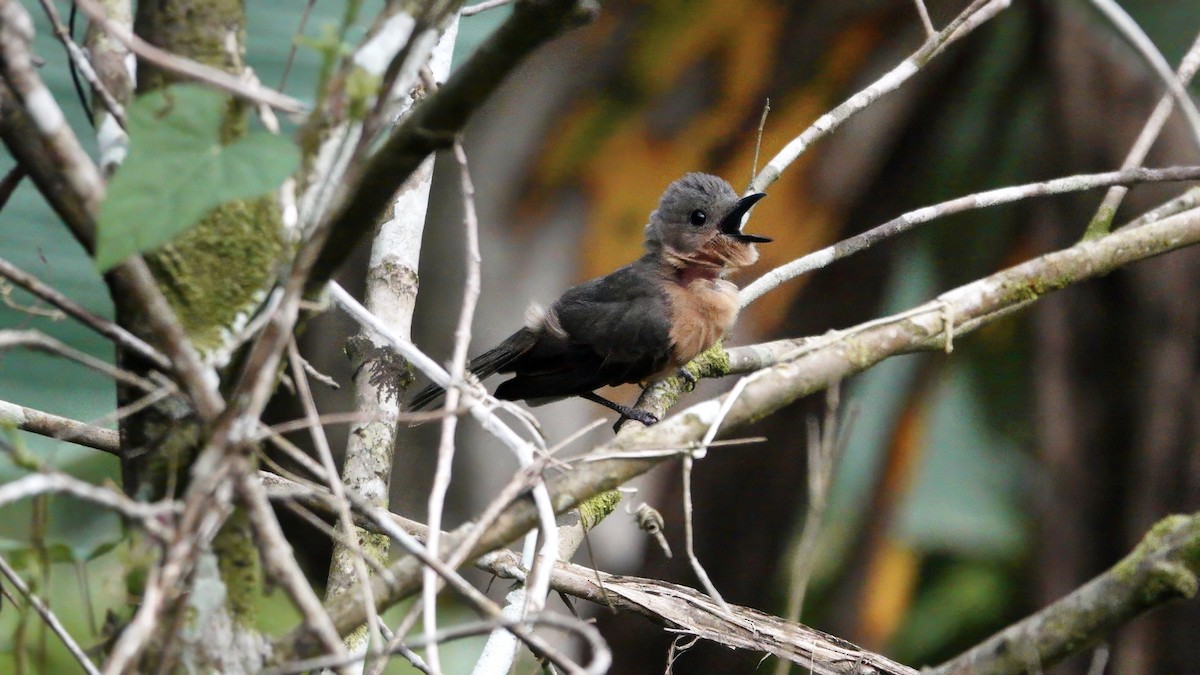 Drab Whistler (Cinnamon-breasted) - ML646370877