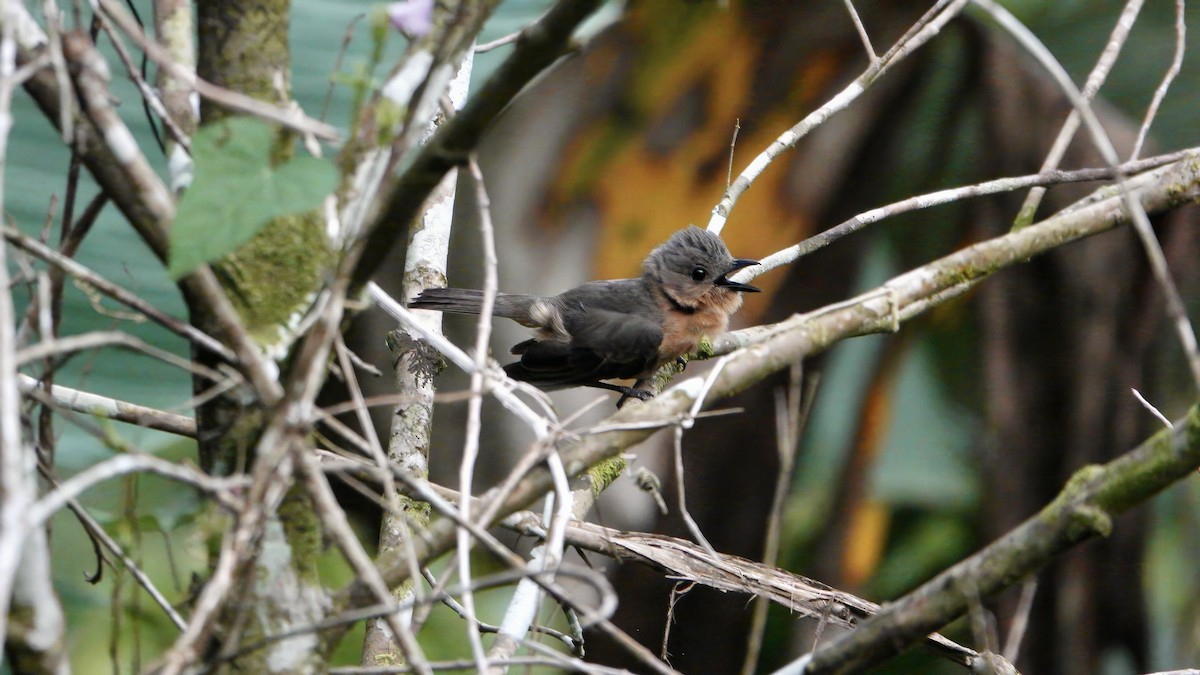 Drab Whistler (Cinnamon-breasted) - ML646370878