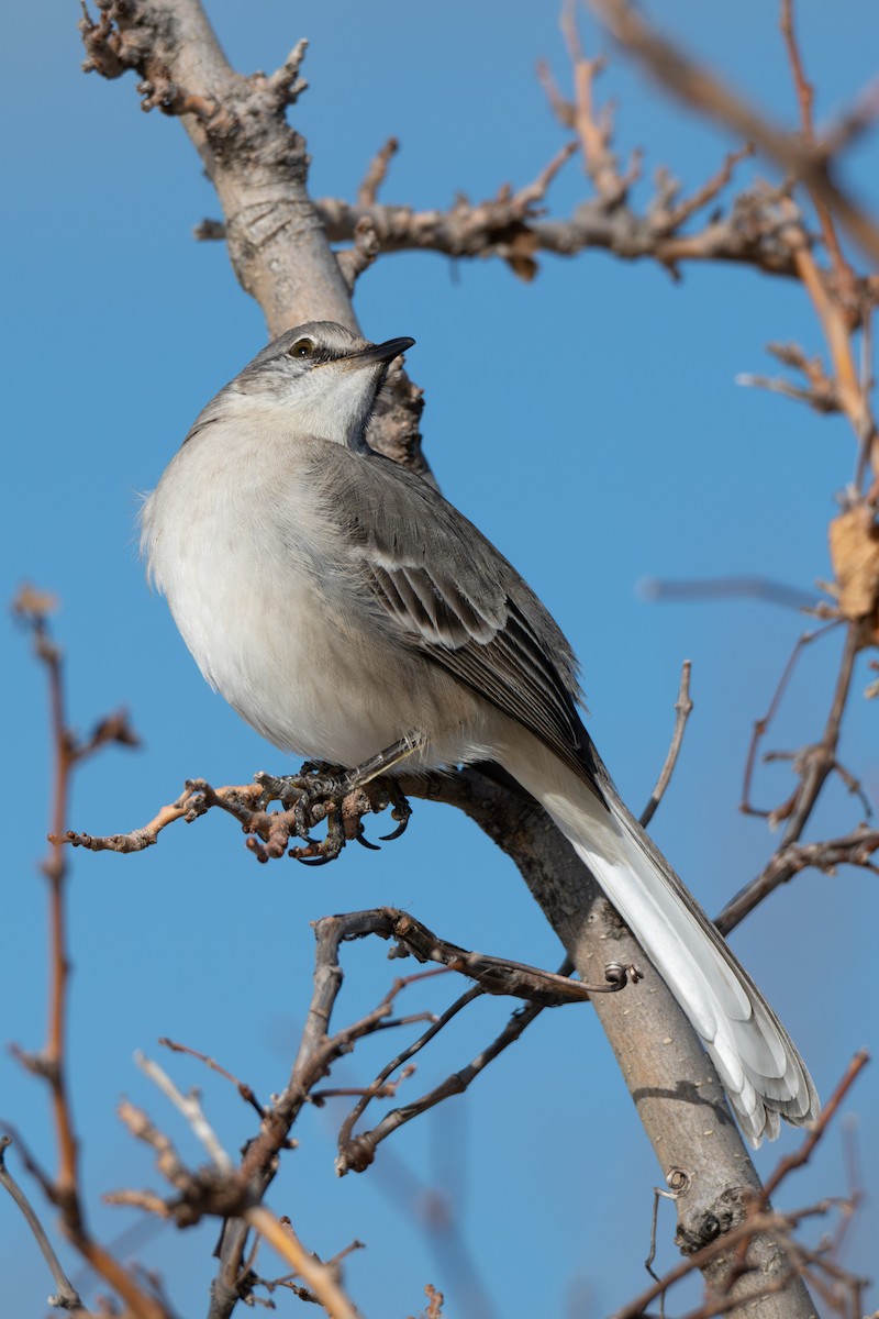 Пересмішник багатоголосий - ML646370879