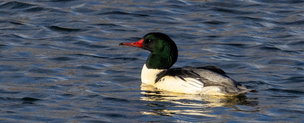 Common Merganser - ML646370880