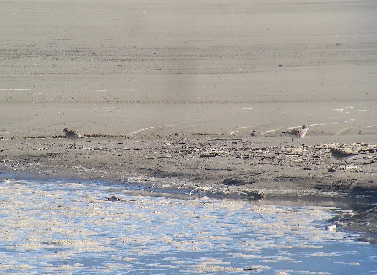 Chorlito Gris - ML646370881