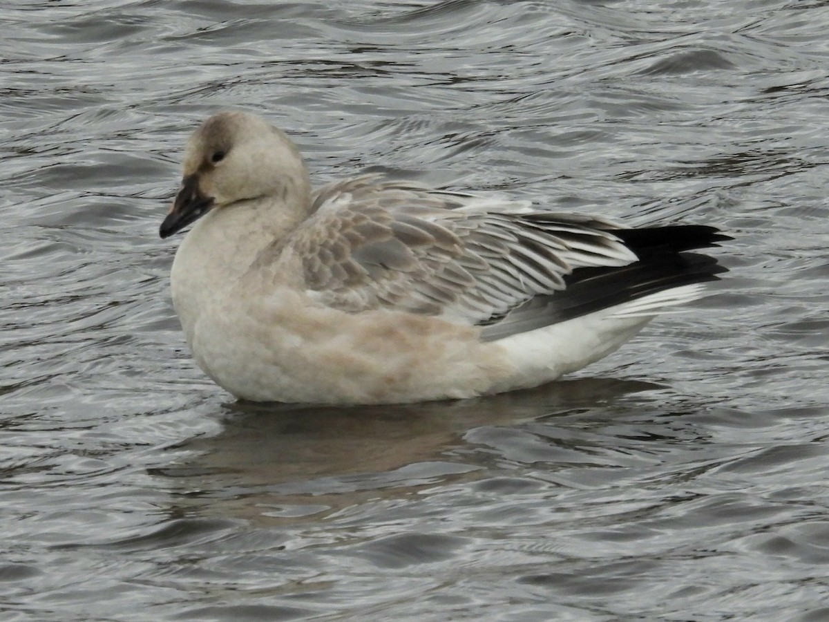Snow Goose - ML646370883