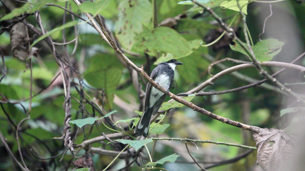 Northern Fantail (Obi) - ML646370884