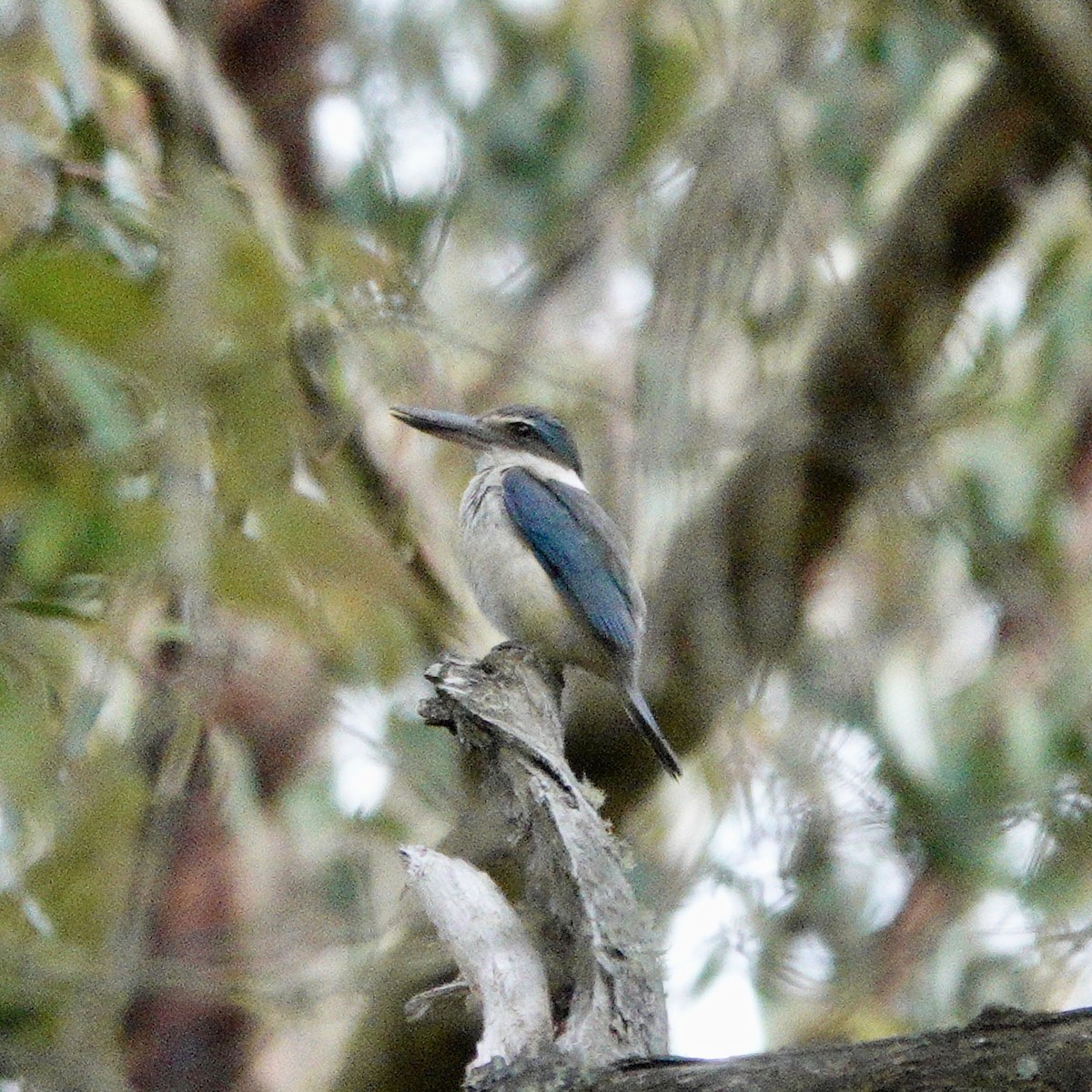 Sacred Kingfisher - ML646370886