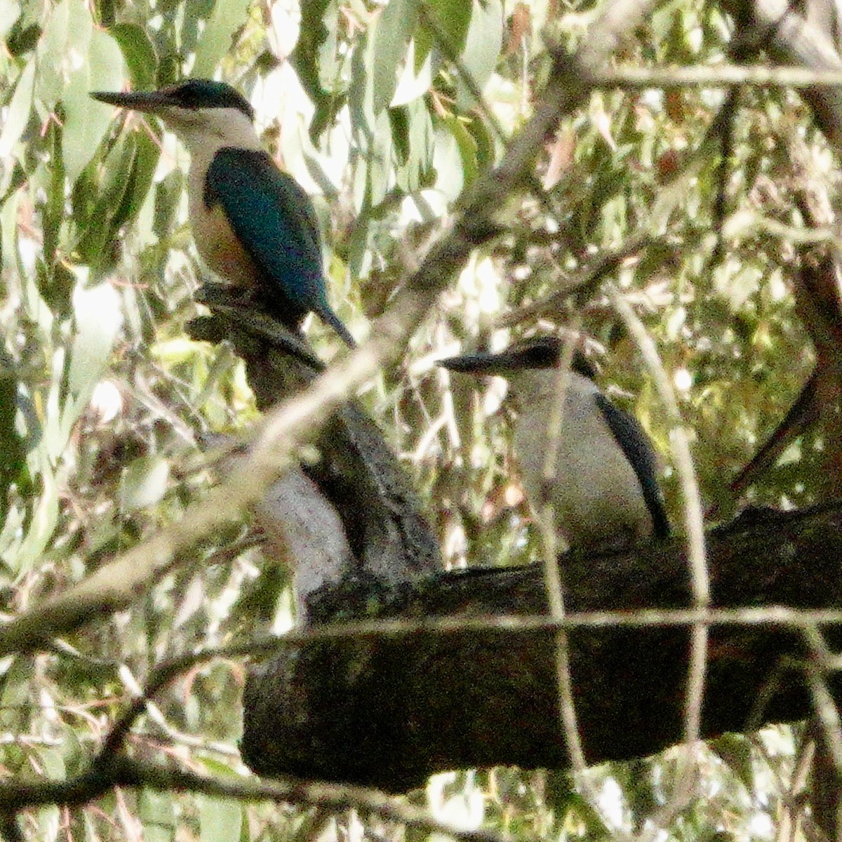 Sacred Kingfisher - ML646370887
