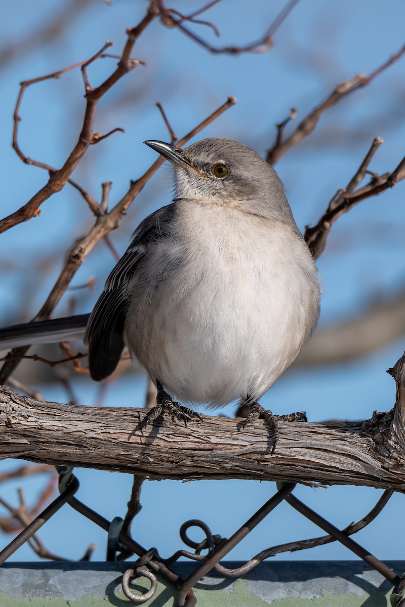 Пересмішник багатоголосий - ML646370888