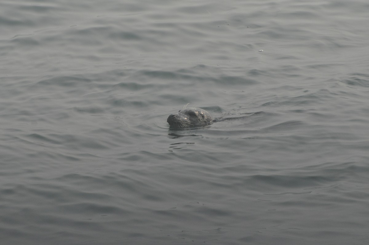 Harbor Seal - ML646370889