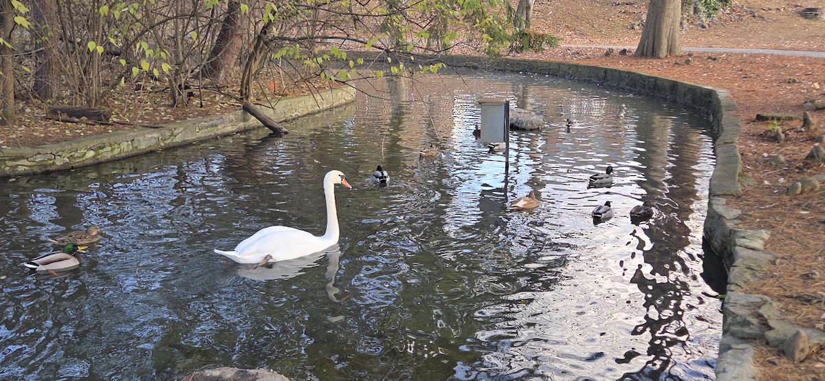 labuť velká - ML646370891