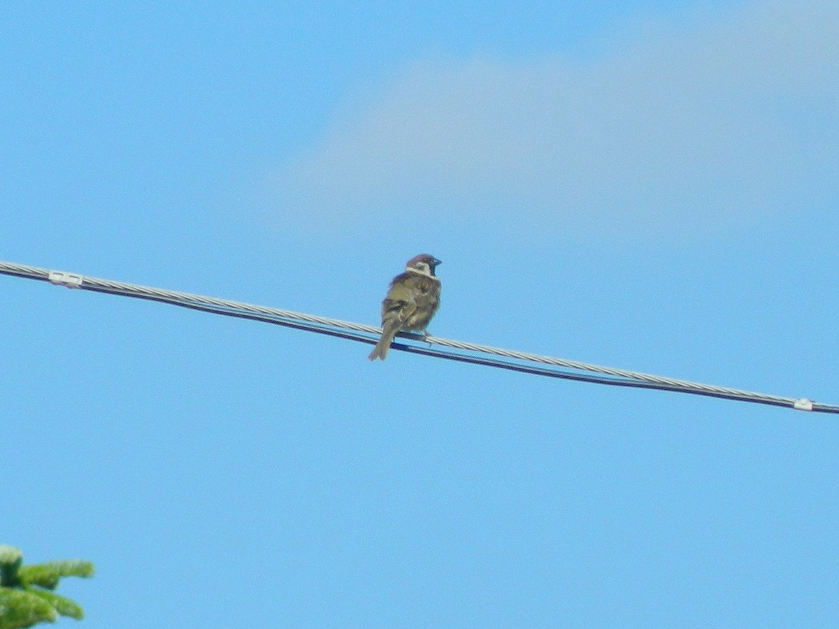 Gorrión Molinero - ML646370892