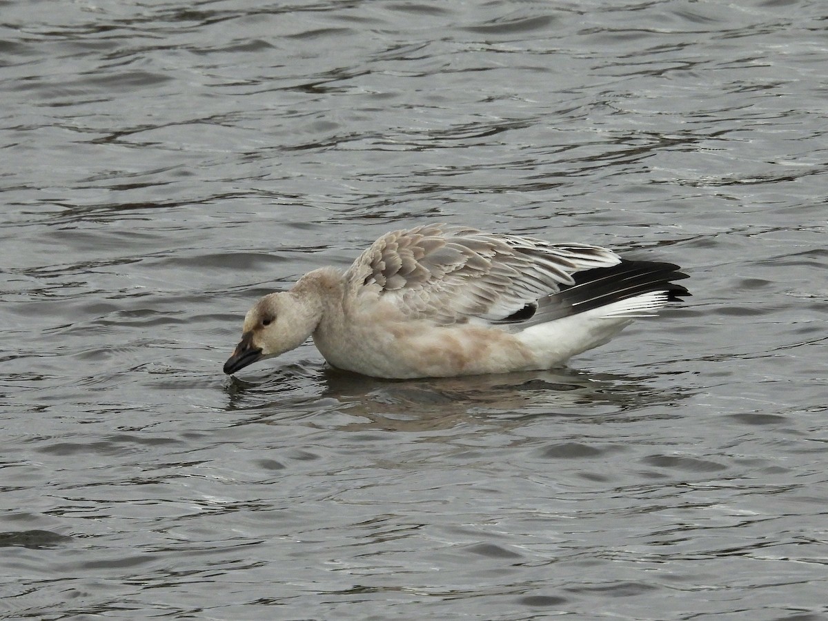 Snow Goose - ML646370893