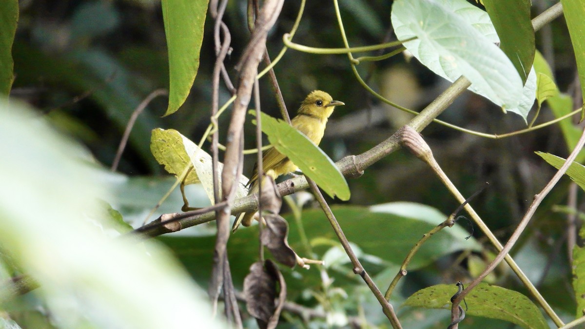 Obi Golden-Bulbul - ML646370895