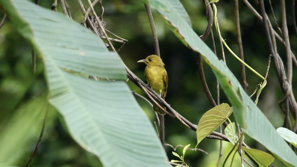 Obi Golden-Bulbul - ML646370896