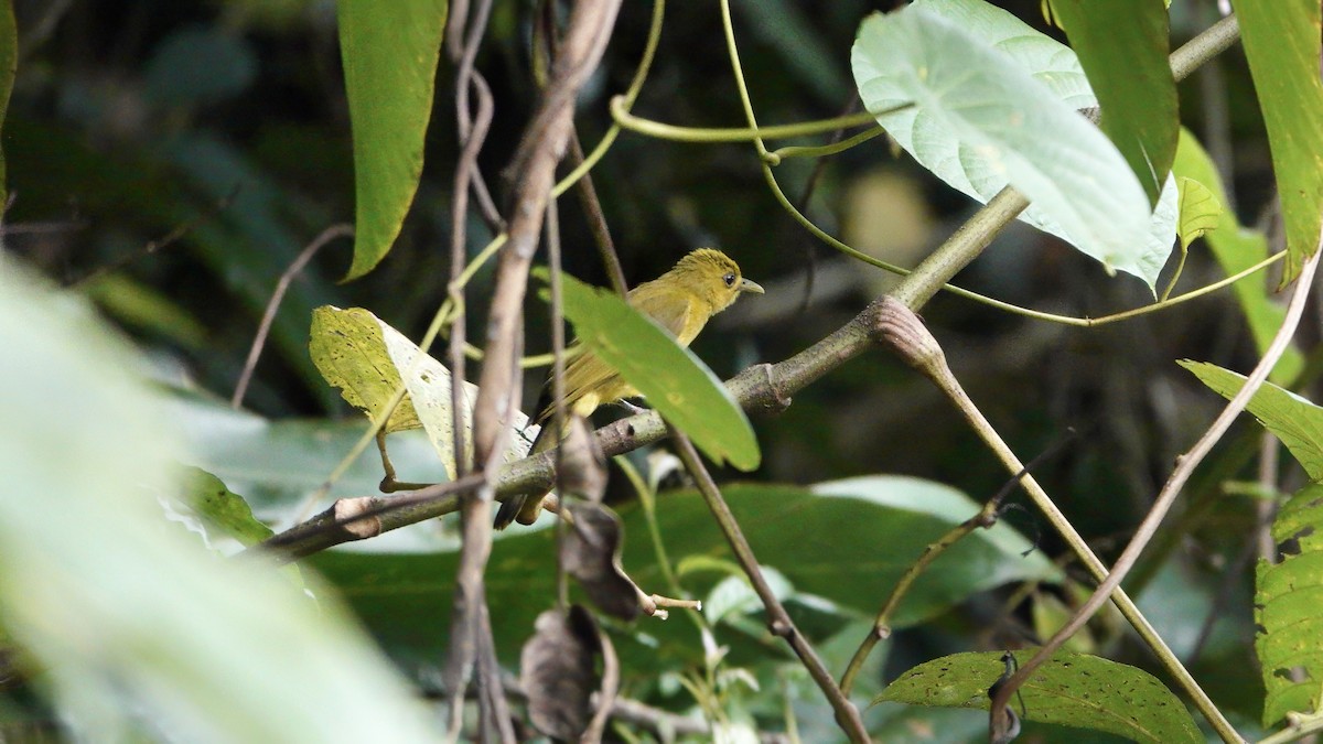 Obi Golden-Bulbul - ML646370897