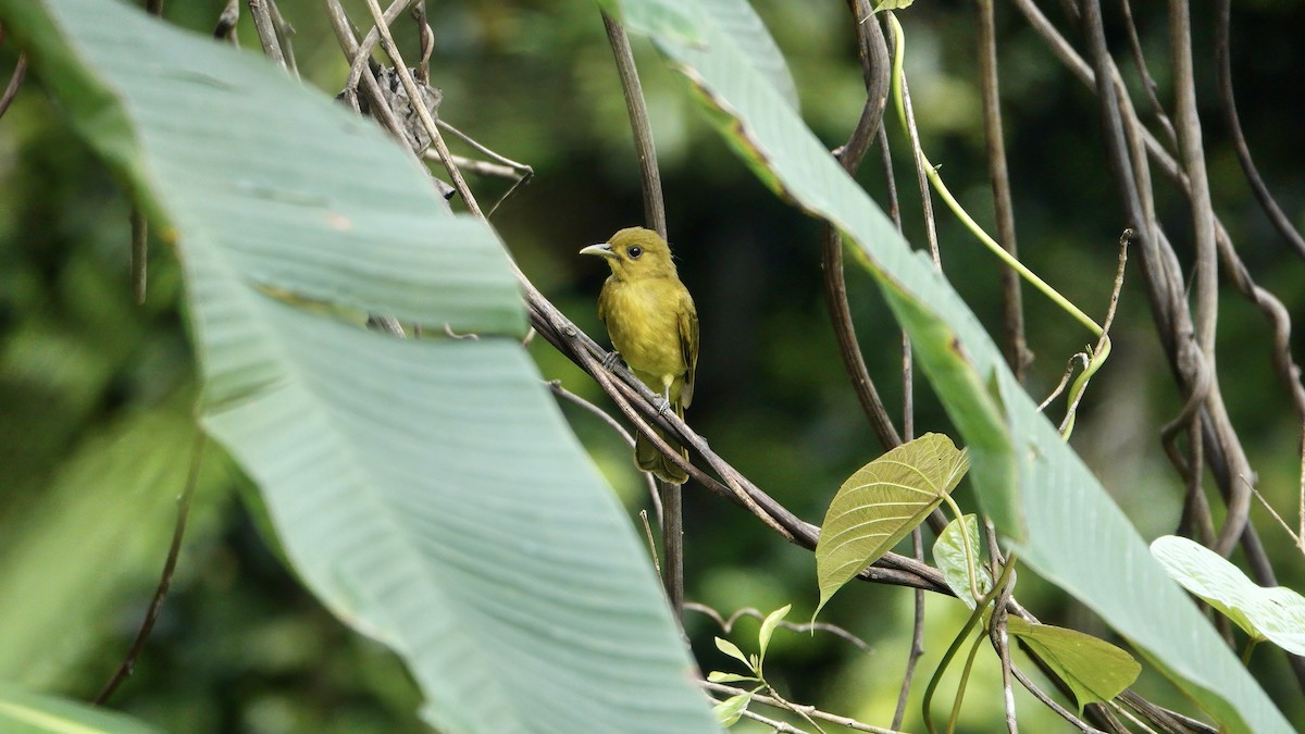 Obi Golden-Bulbul - ML646370898