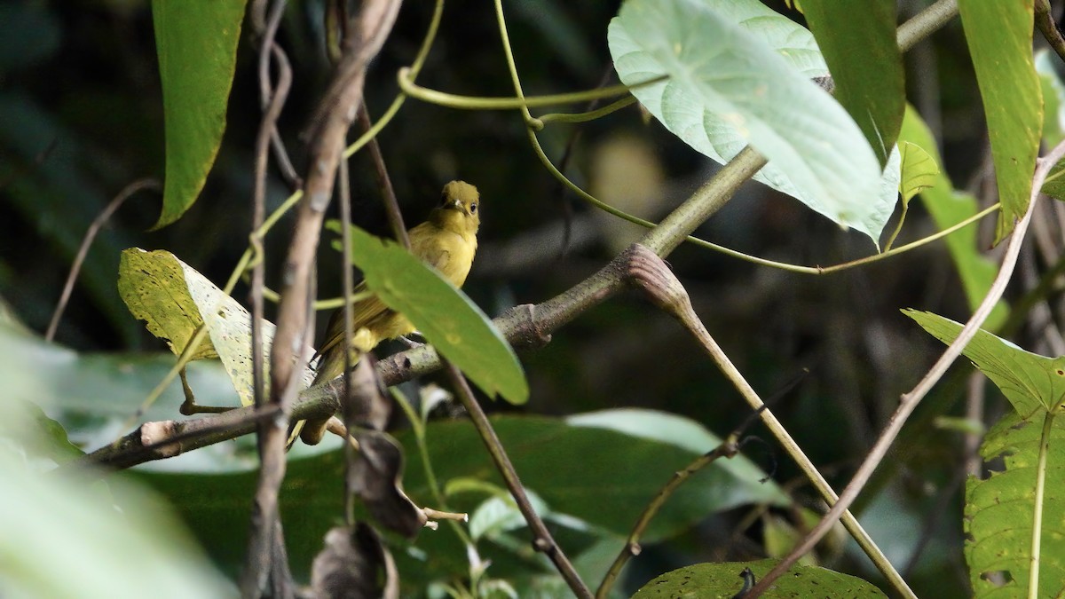 Obi Golden-Bulbul - ML646370899