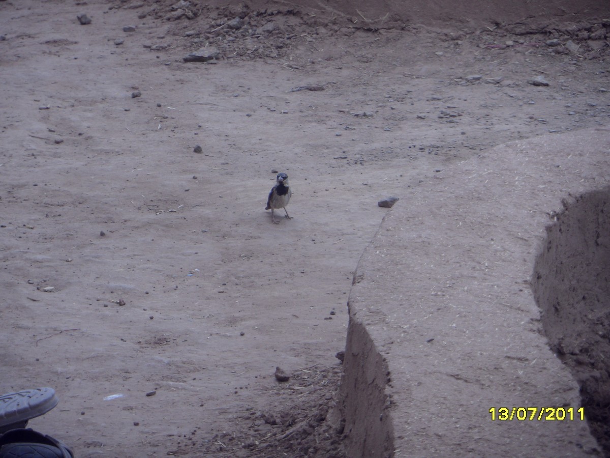 vrabec domácí - ML646370900