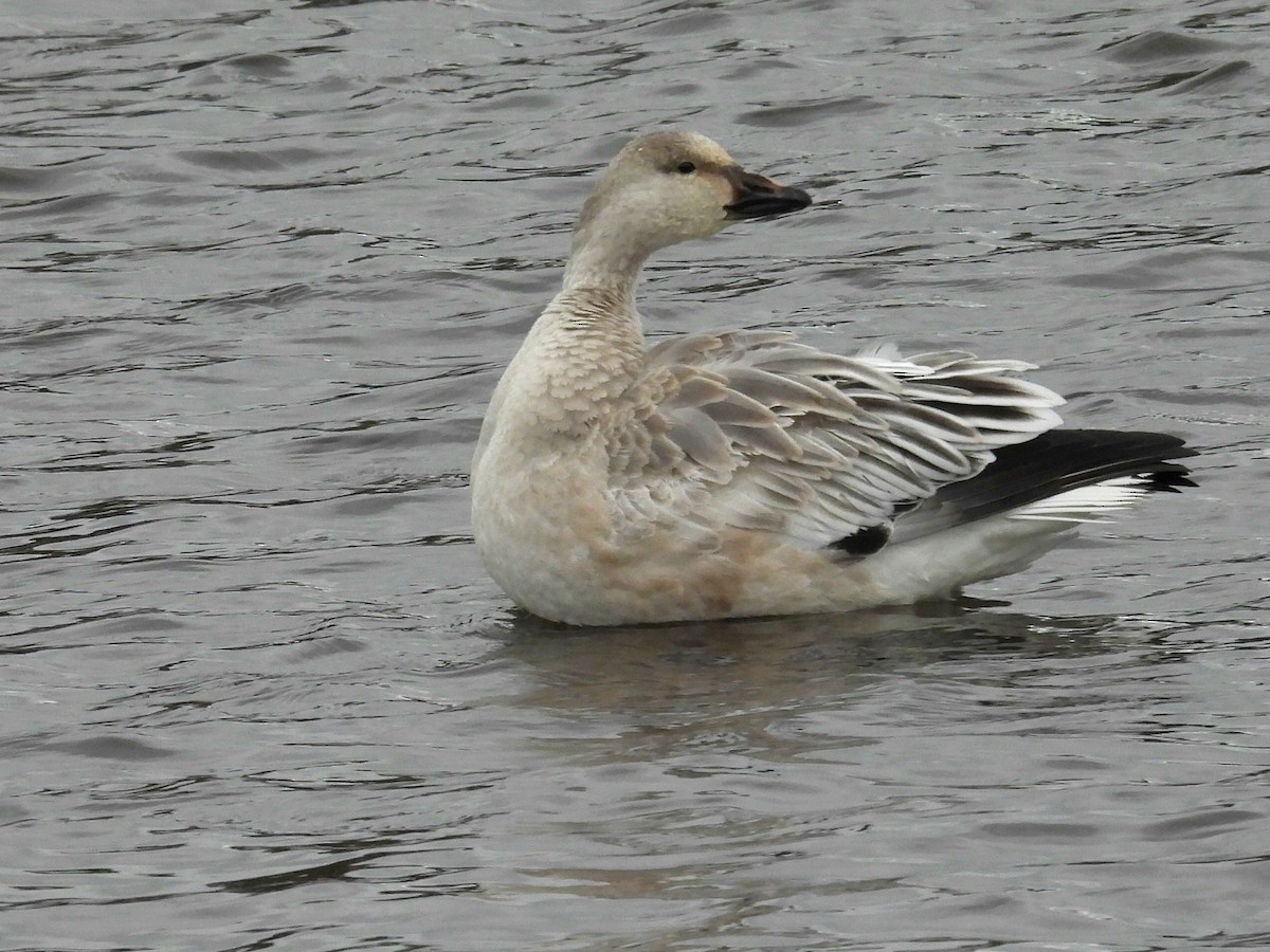 Snow Goose - ML646370903