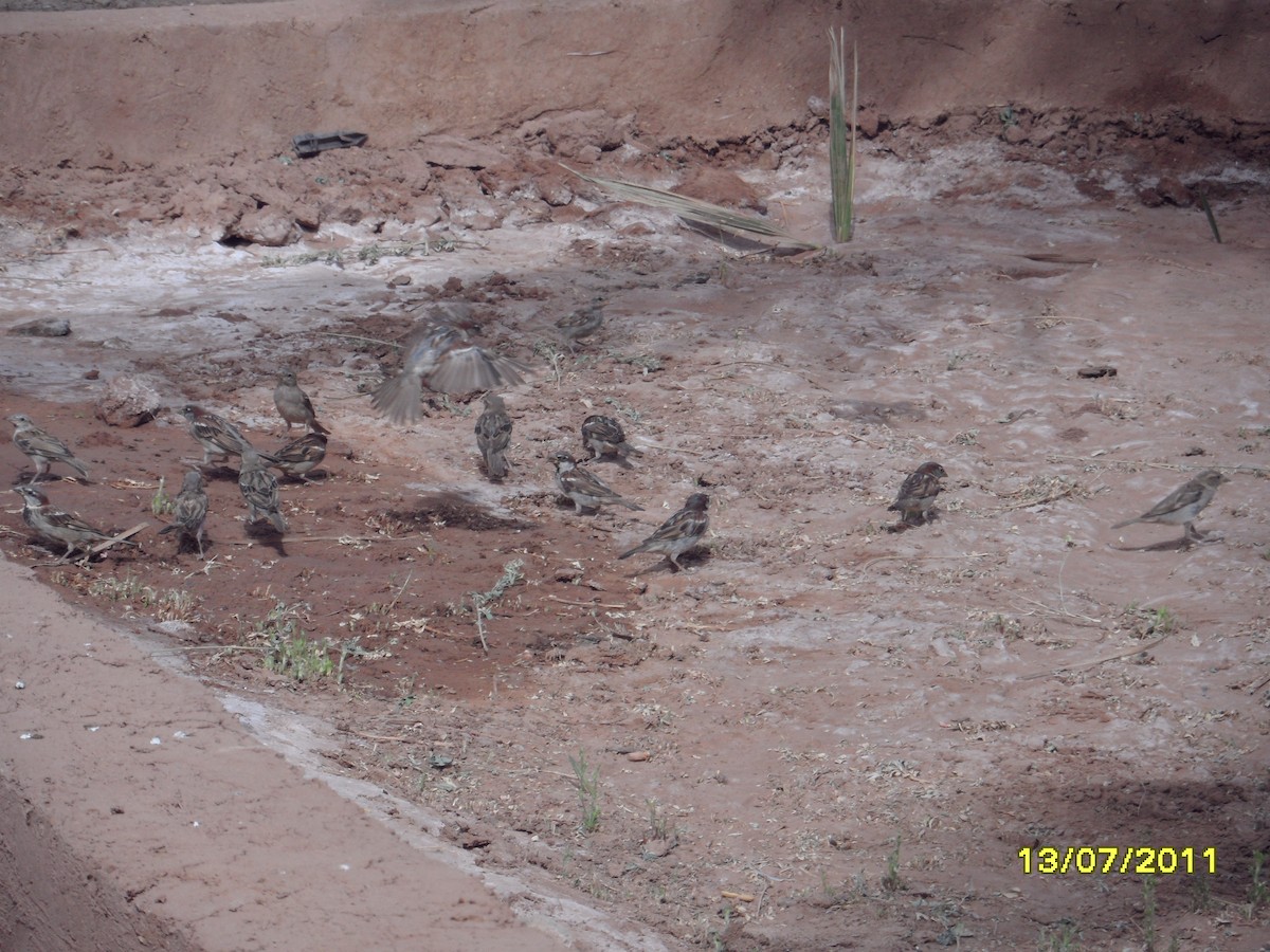 vrabec domácí - ML646370904