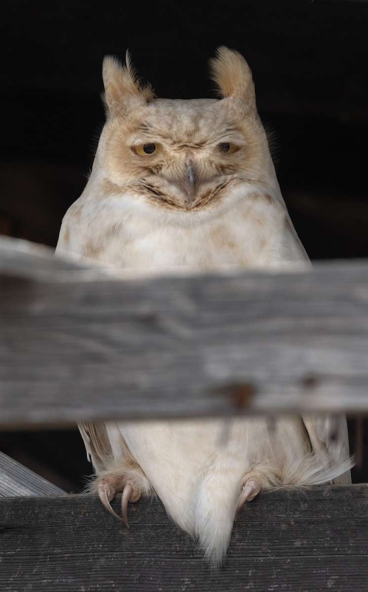 výr virginský - ML646370905