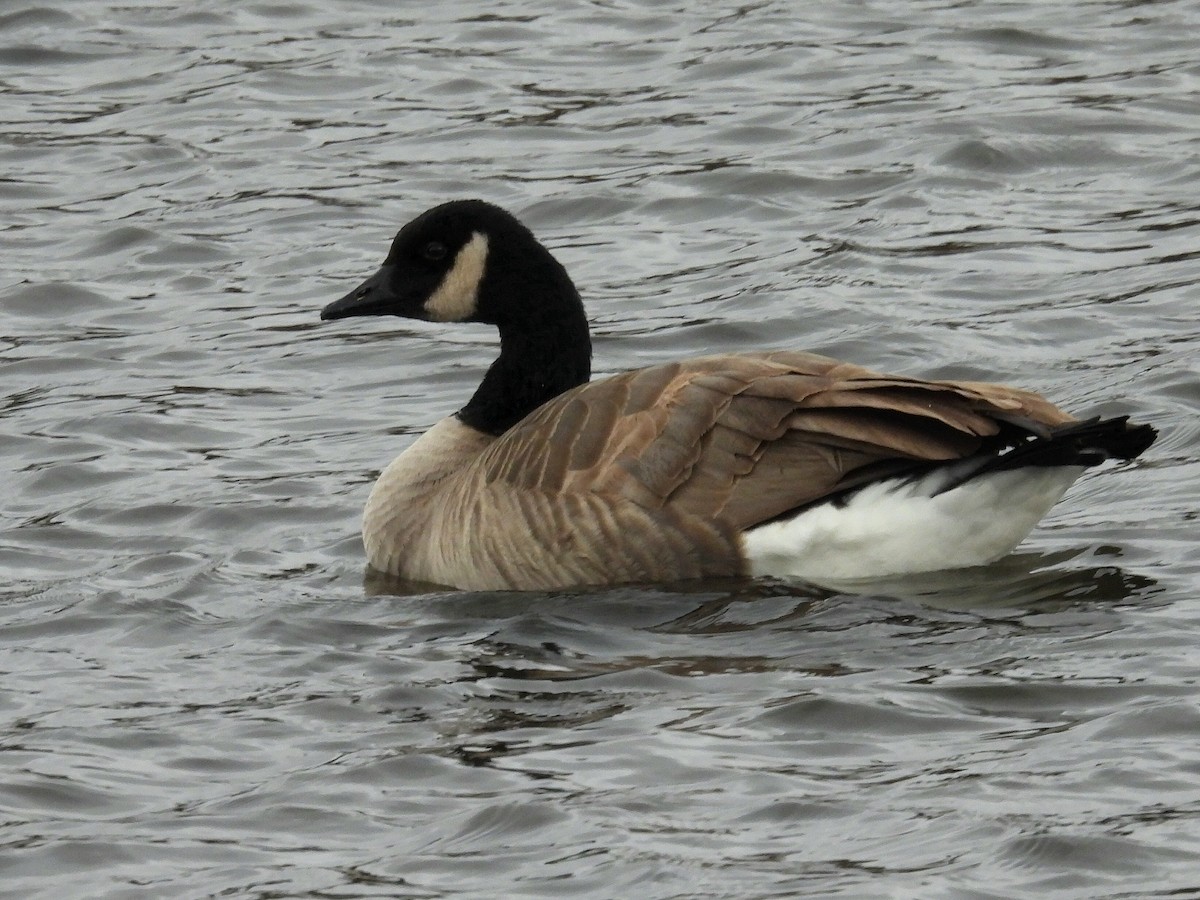 Canada Goose - ML646370906