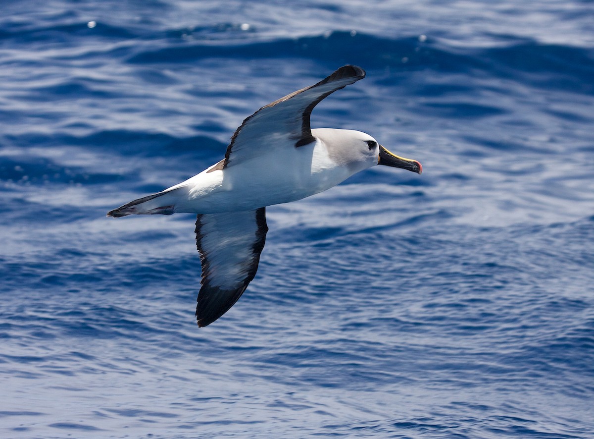 albatros pestrozobý - ML64637091