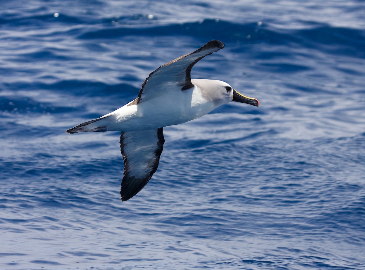 Atlantic Yellow-nosed Albatross - ML64637091