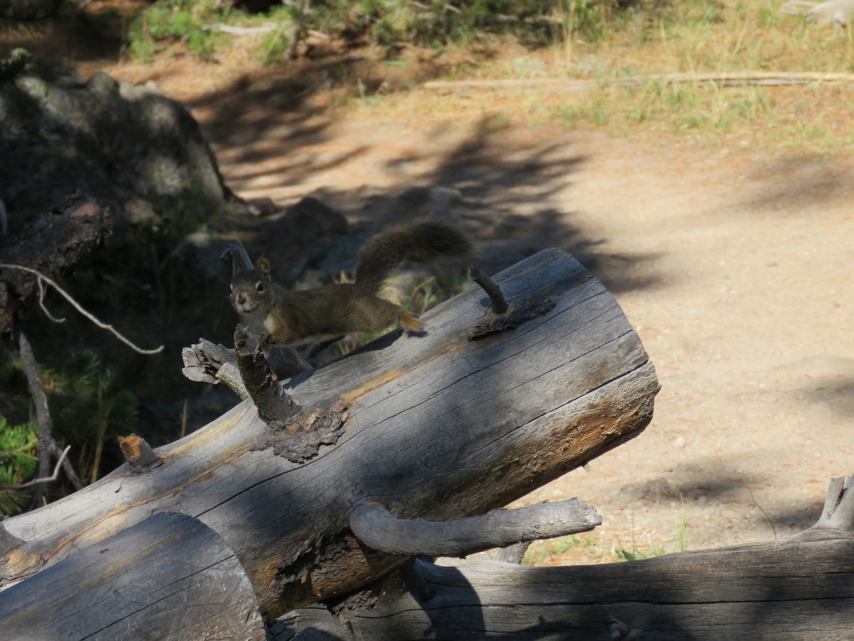 American Red Squirrel - ML646370912