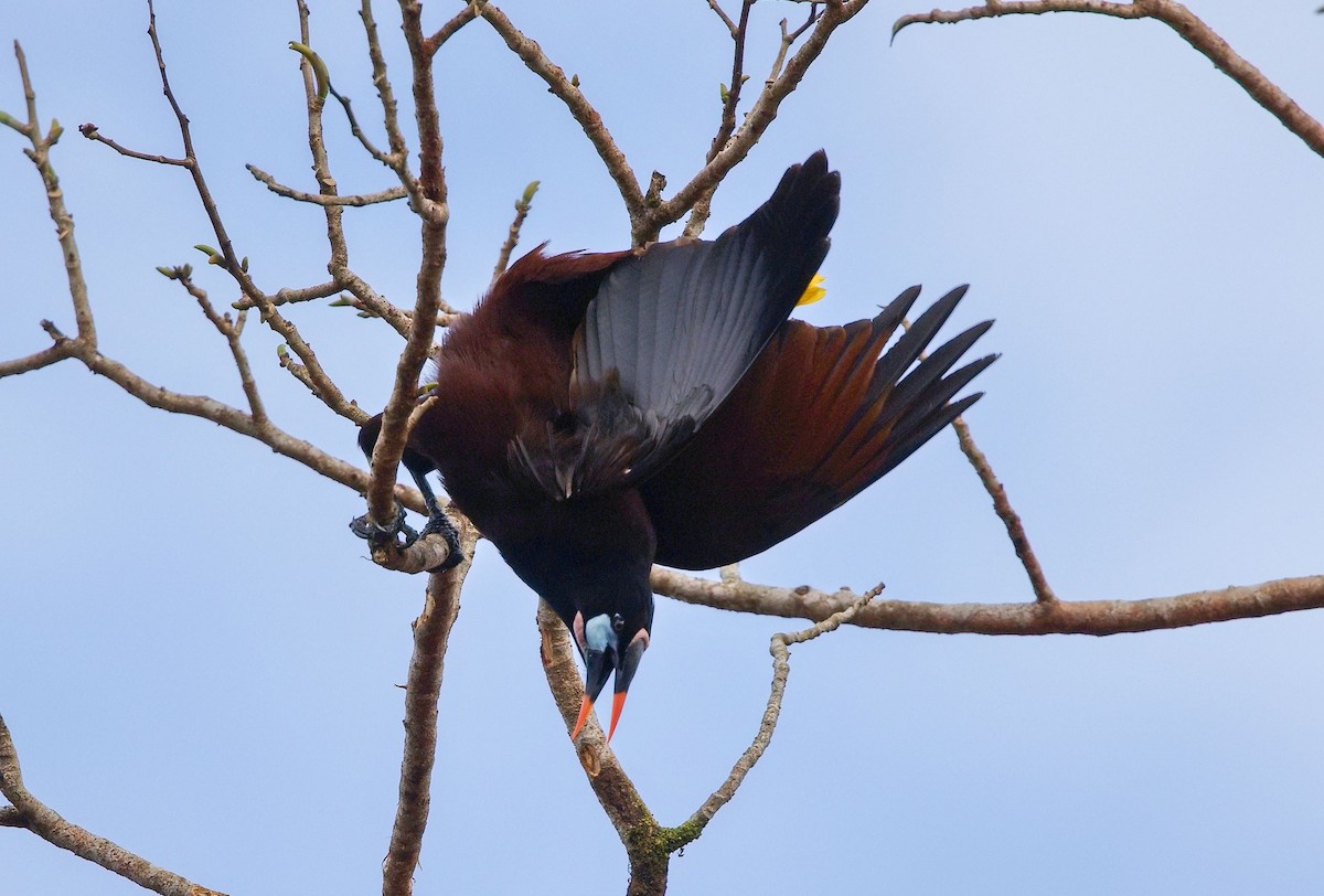 Montezuma Oropendola - ML646370913