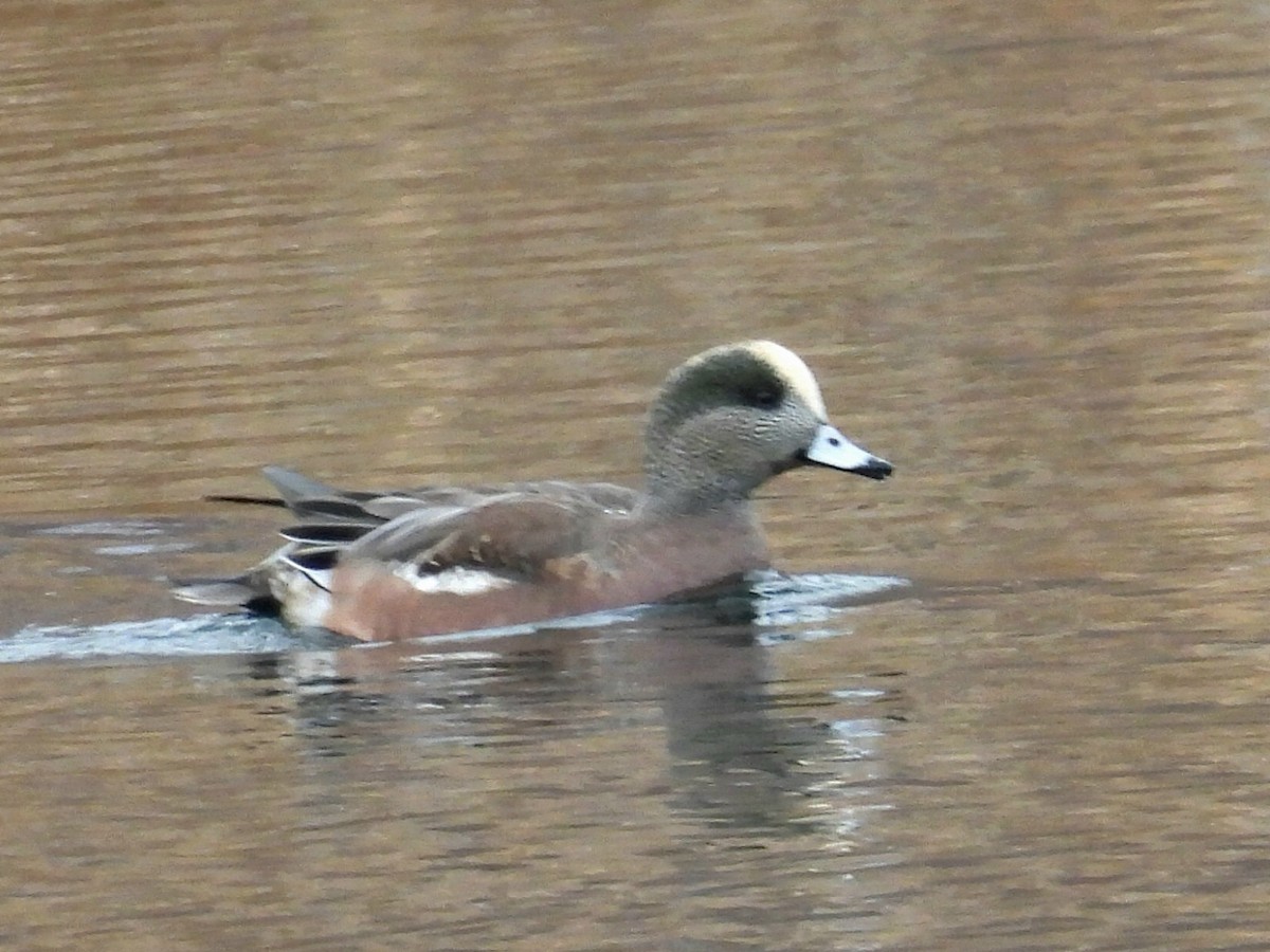 Свищ американський - ML646370915