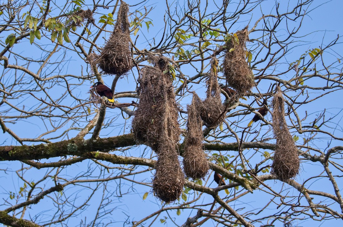 Montezuma Oropendola - ML646370917