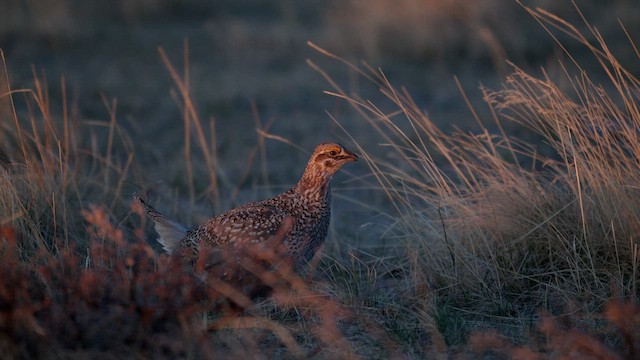 Sharp-tailed Grouse - ML646370918