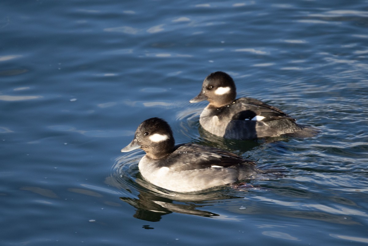 Bufflehead - ML646370919