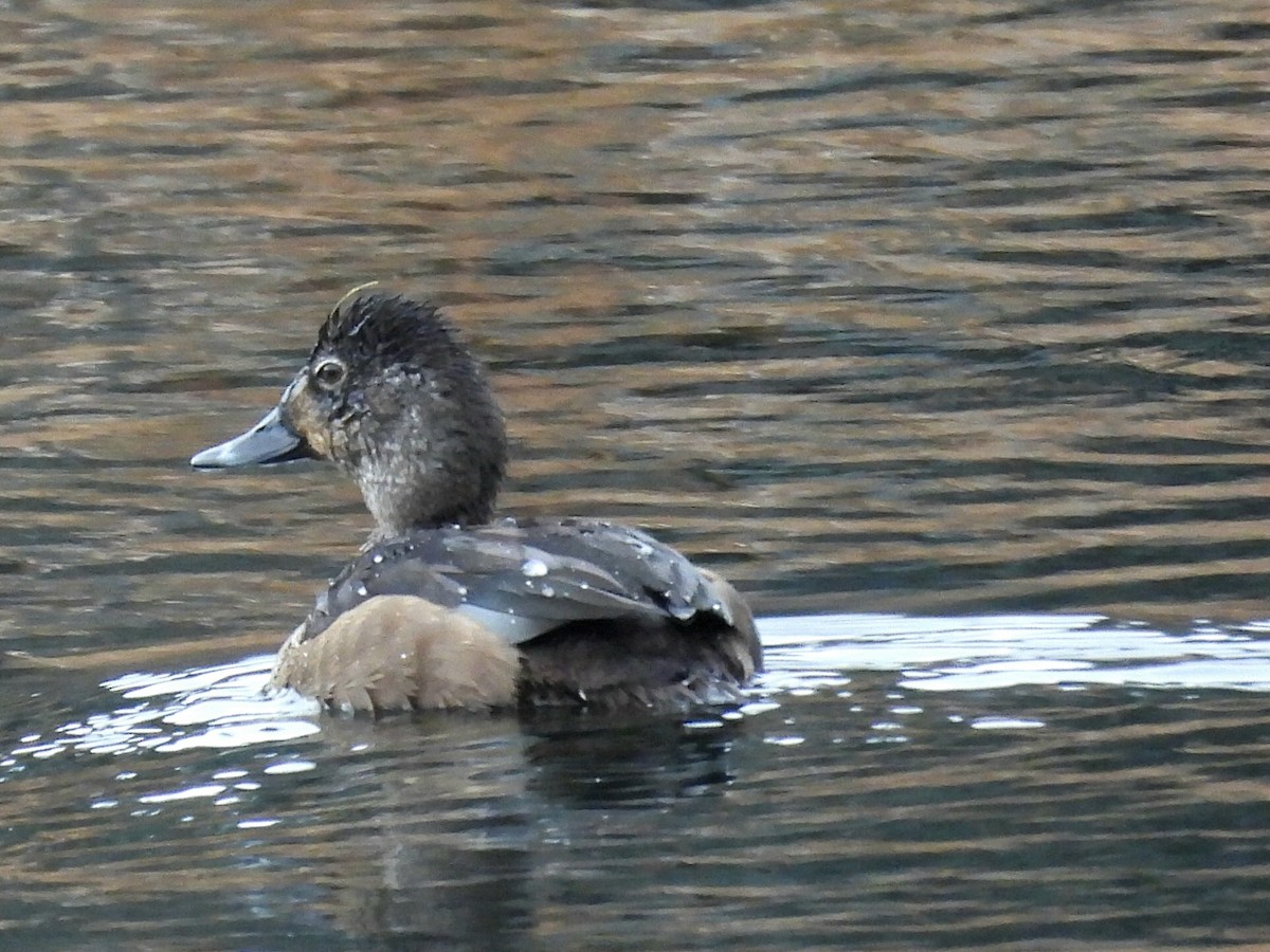 Ring-necked Duck - ML646370920