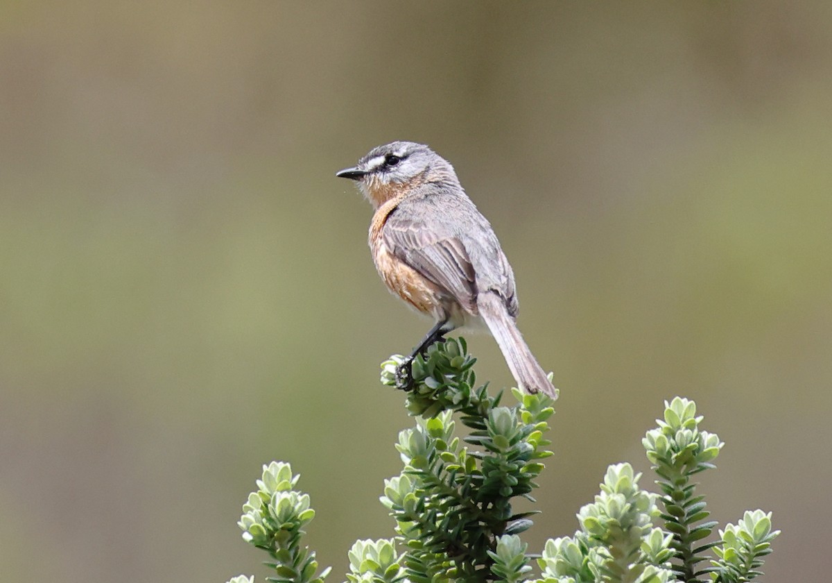 Gray-backed Tachuri - ML646370921