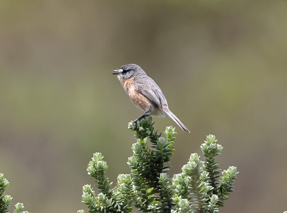 Gray-backed Tachuri - ML646370922