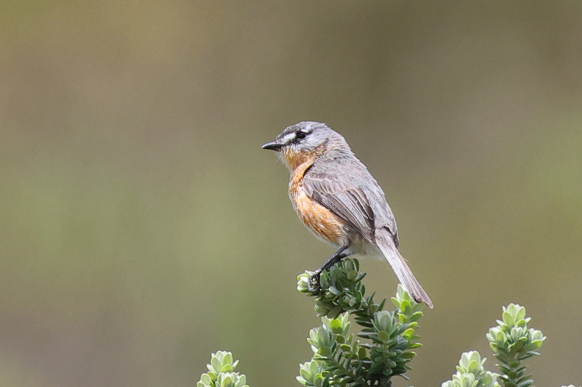 Gray-backed Tachuri - ML646370923