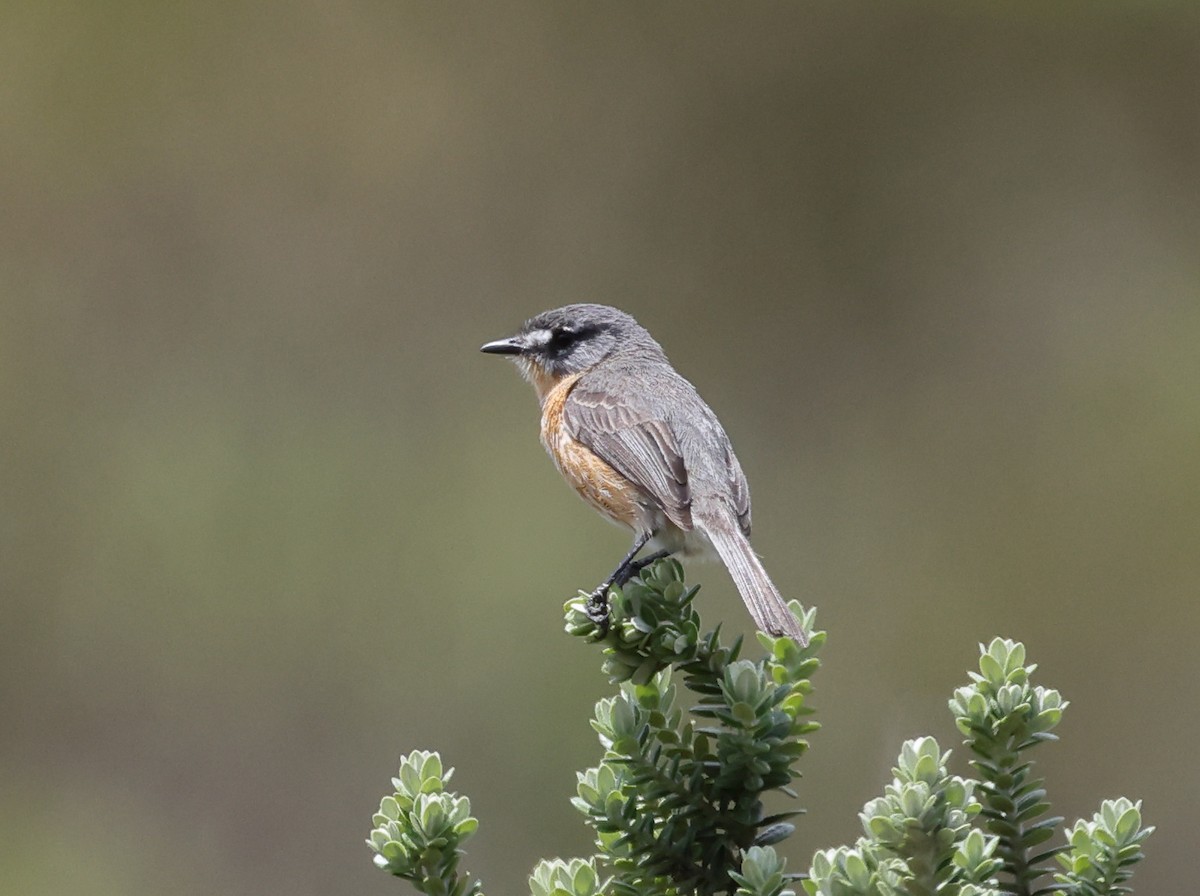 Gray-backed Tachuri - ML646370924