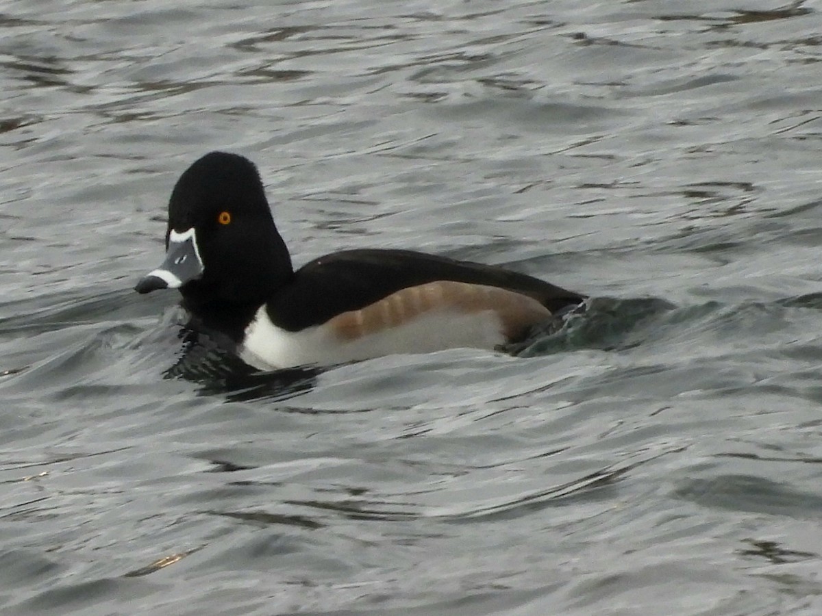 Ring-necked Duck - ML646370927