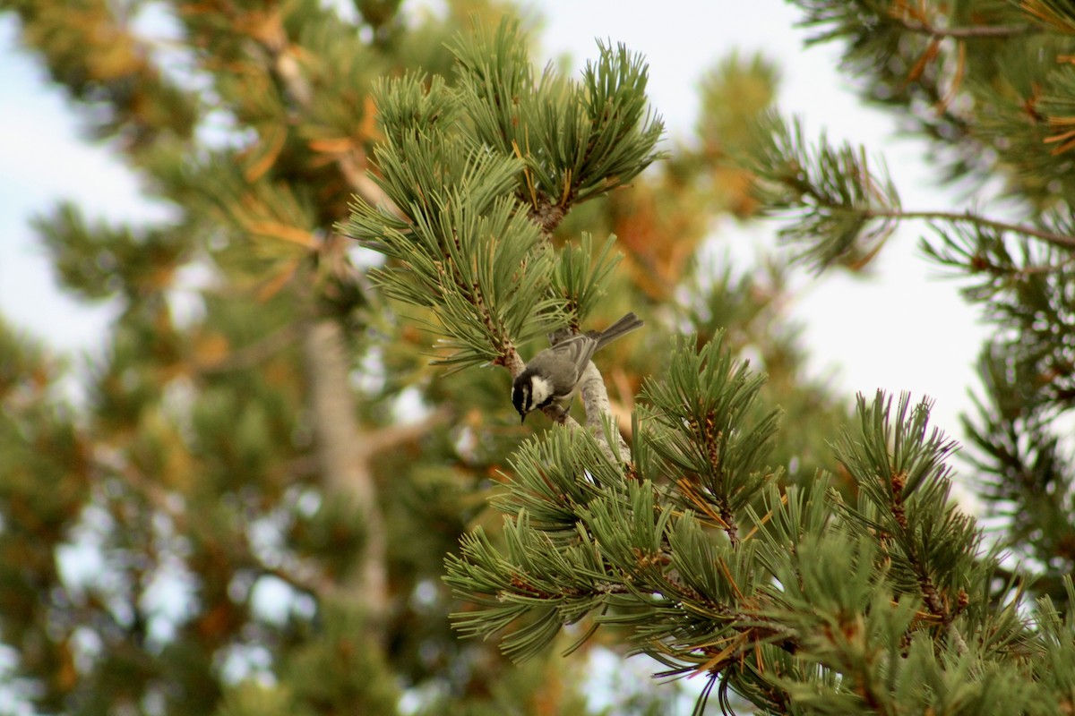 Mountain Chickadee - ML646370931