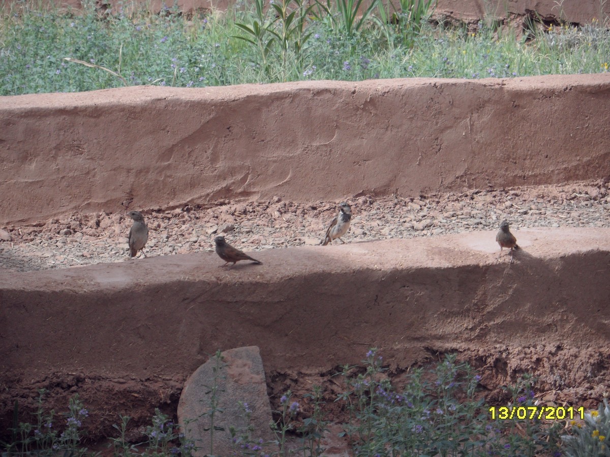 strnad saharský - ML646370932