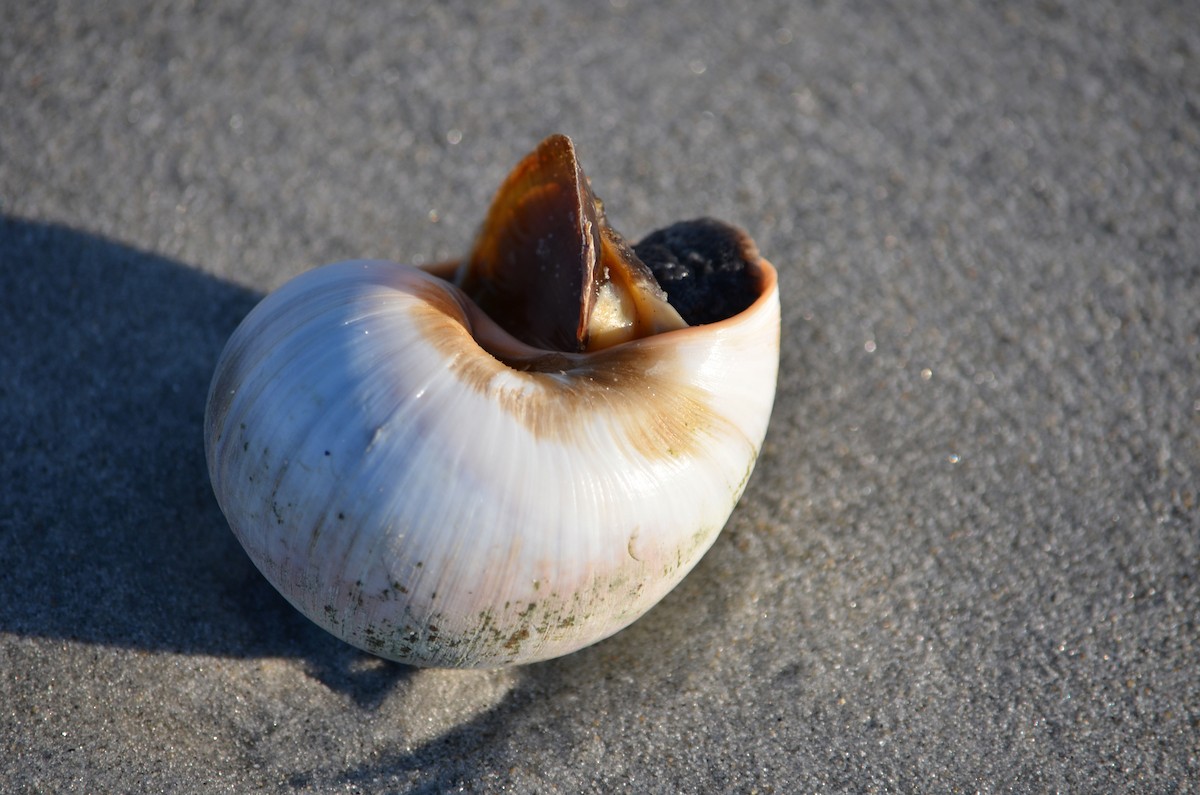 Northern Moon Snail - ML646370933
